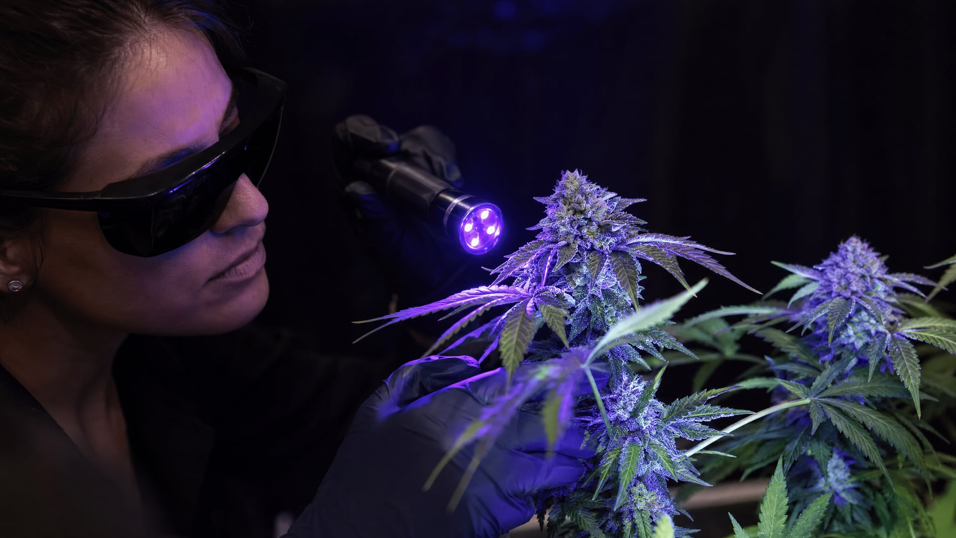 Pěstitel zkoumá květy konopí pod ultrafialovým světlem při kontrole zralosti trichomů