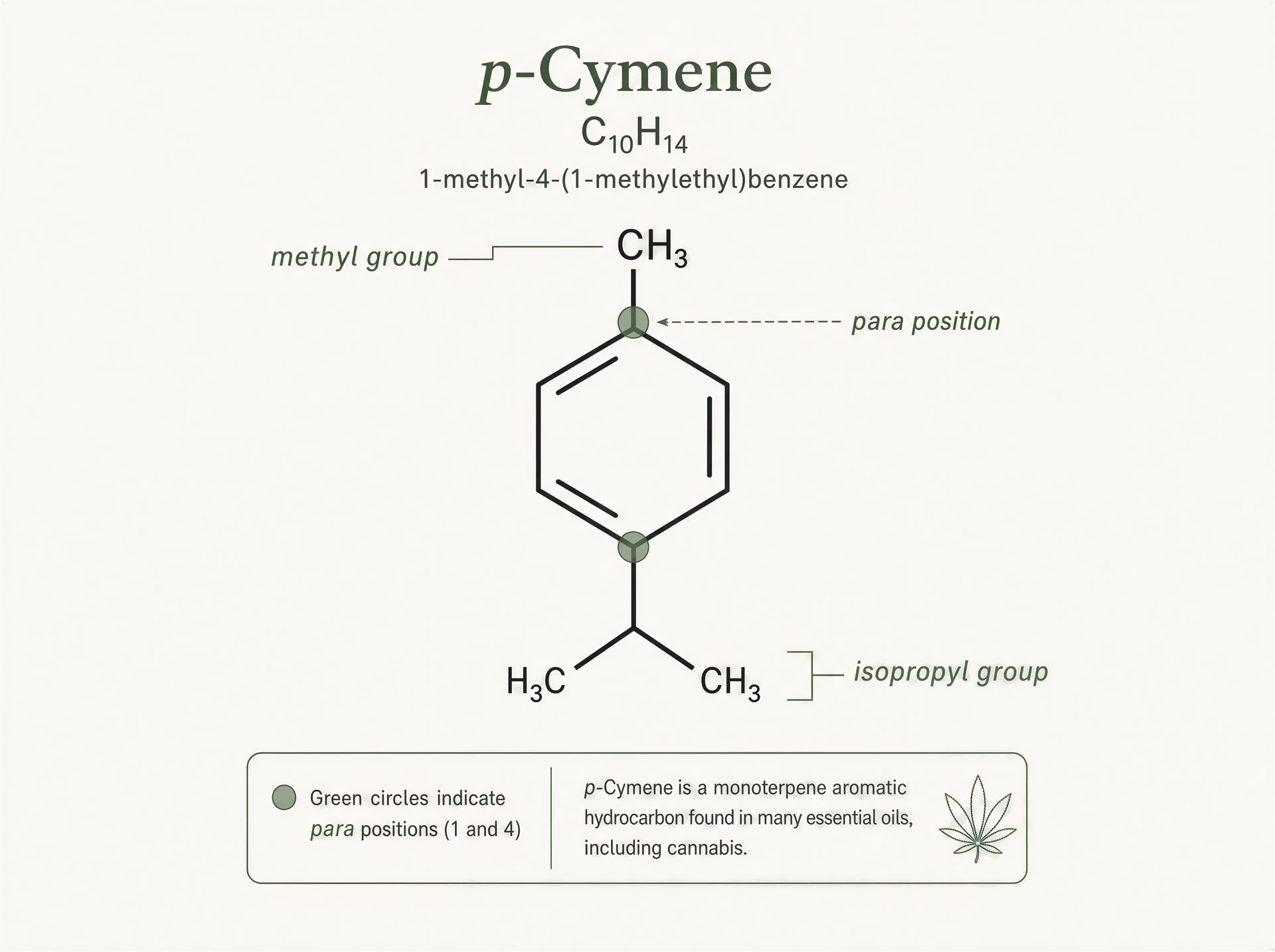 p-Cymene-Terpene in Cannabis: Chemie und Wirkungen