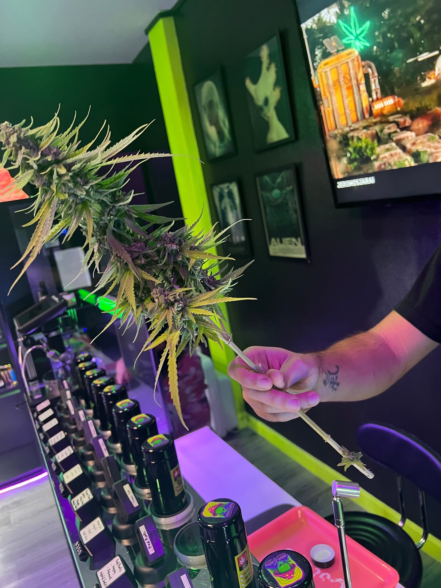 Area 4 Weed