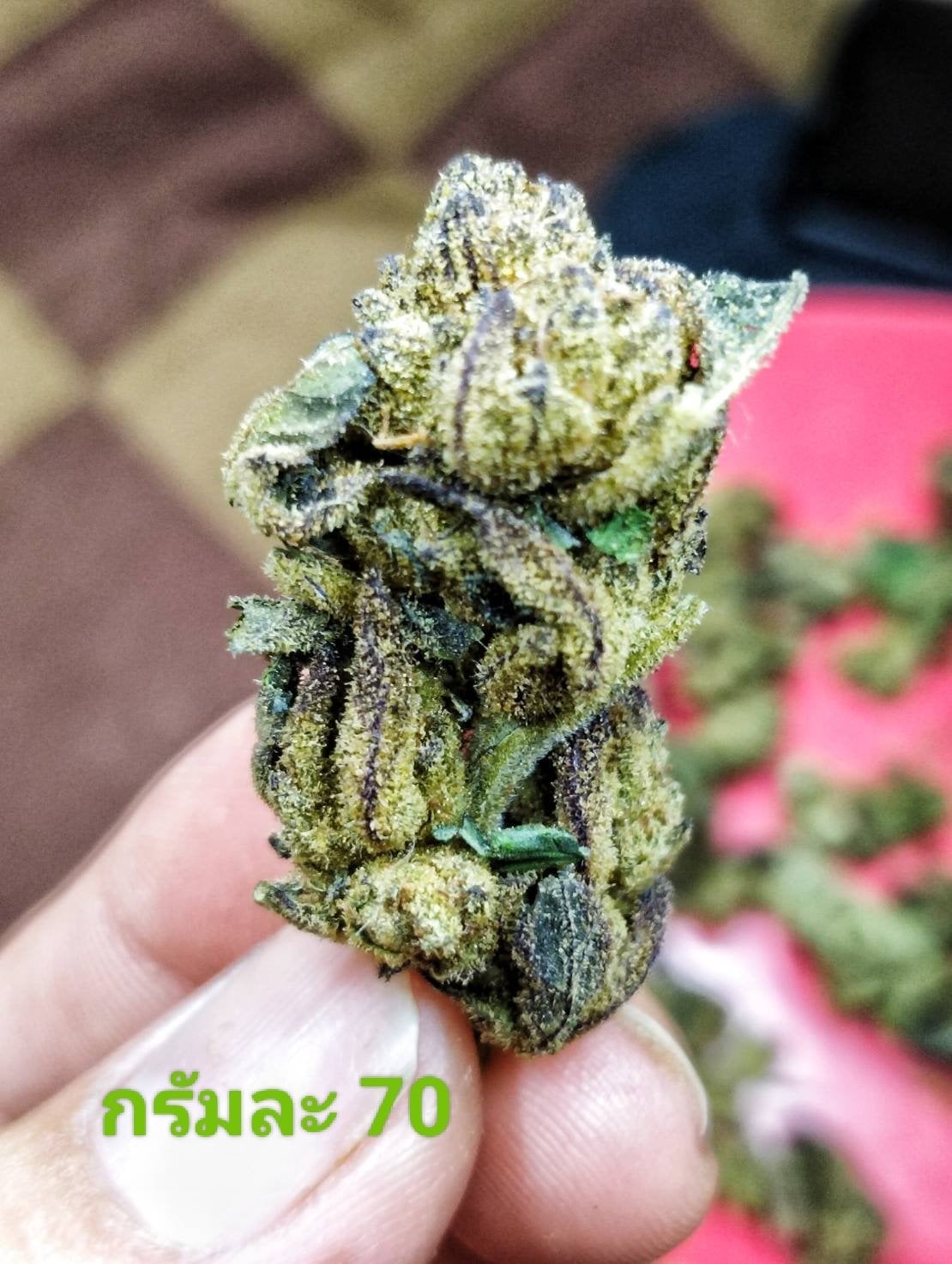 Green Sons Top Bud's Farm