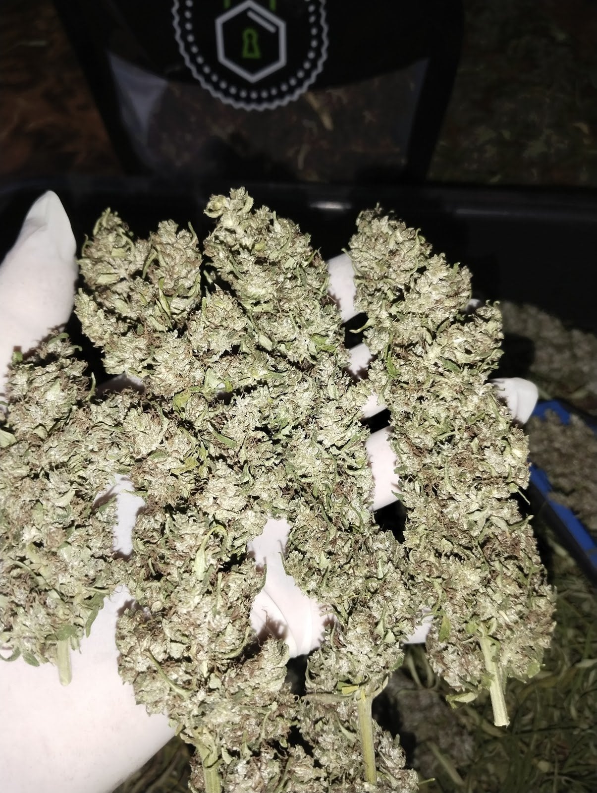 Shop Ganja