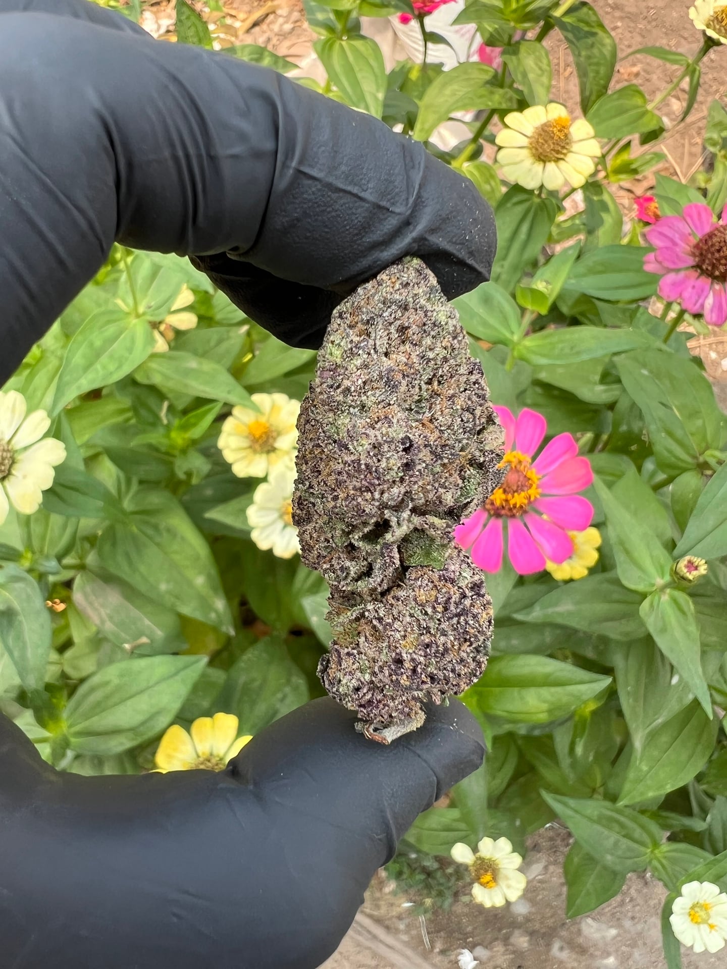 F1qp Cannabis