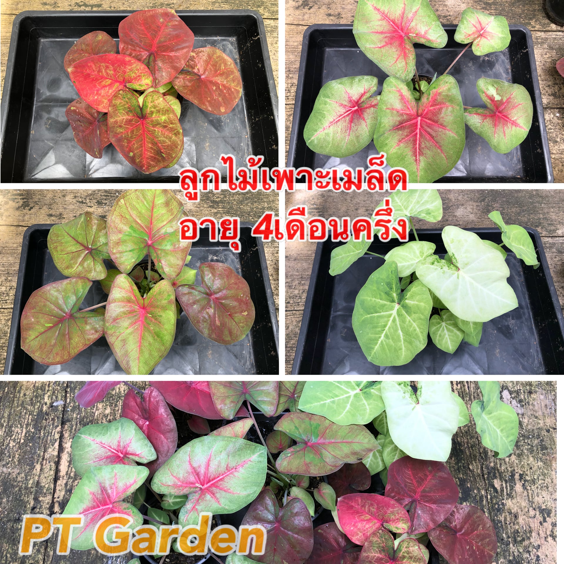 PT Garden