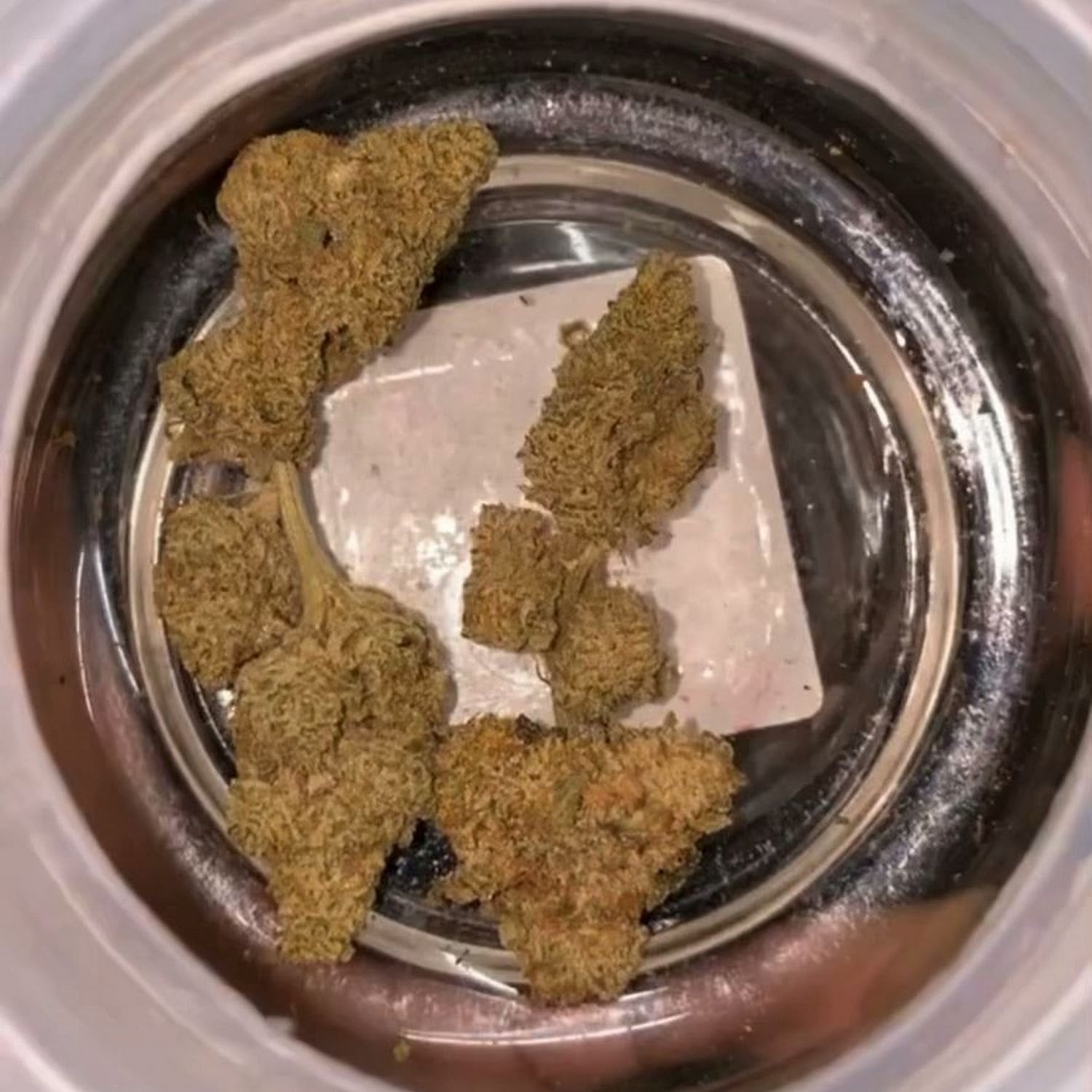 Young Buds
