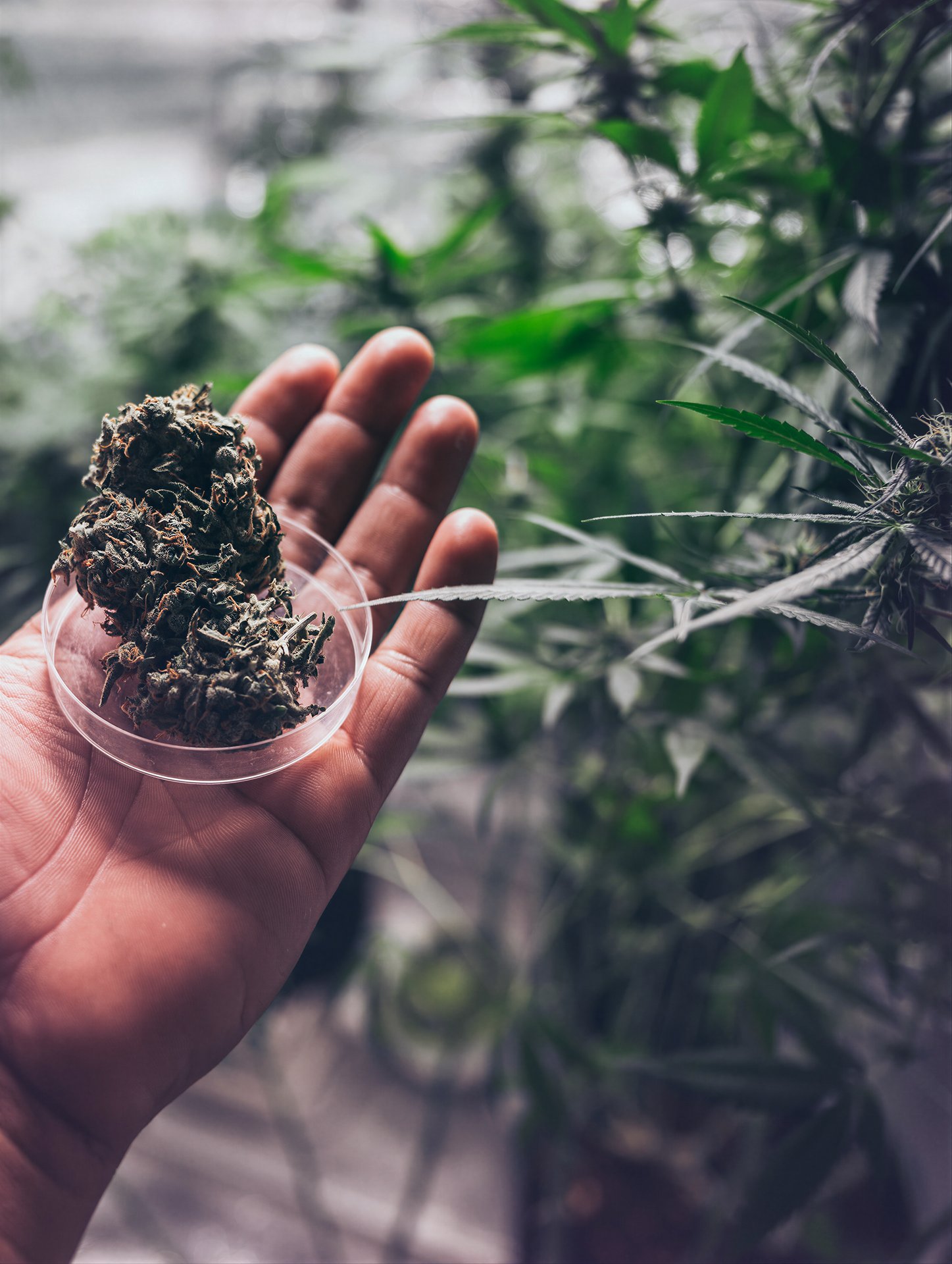 Cannabis Social Club