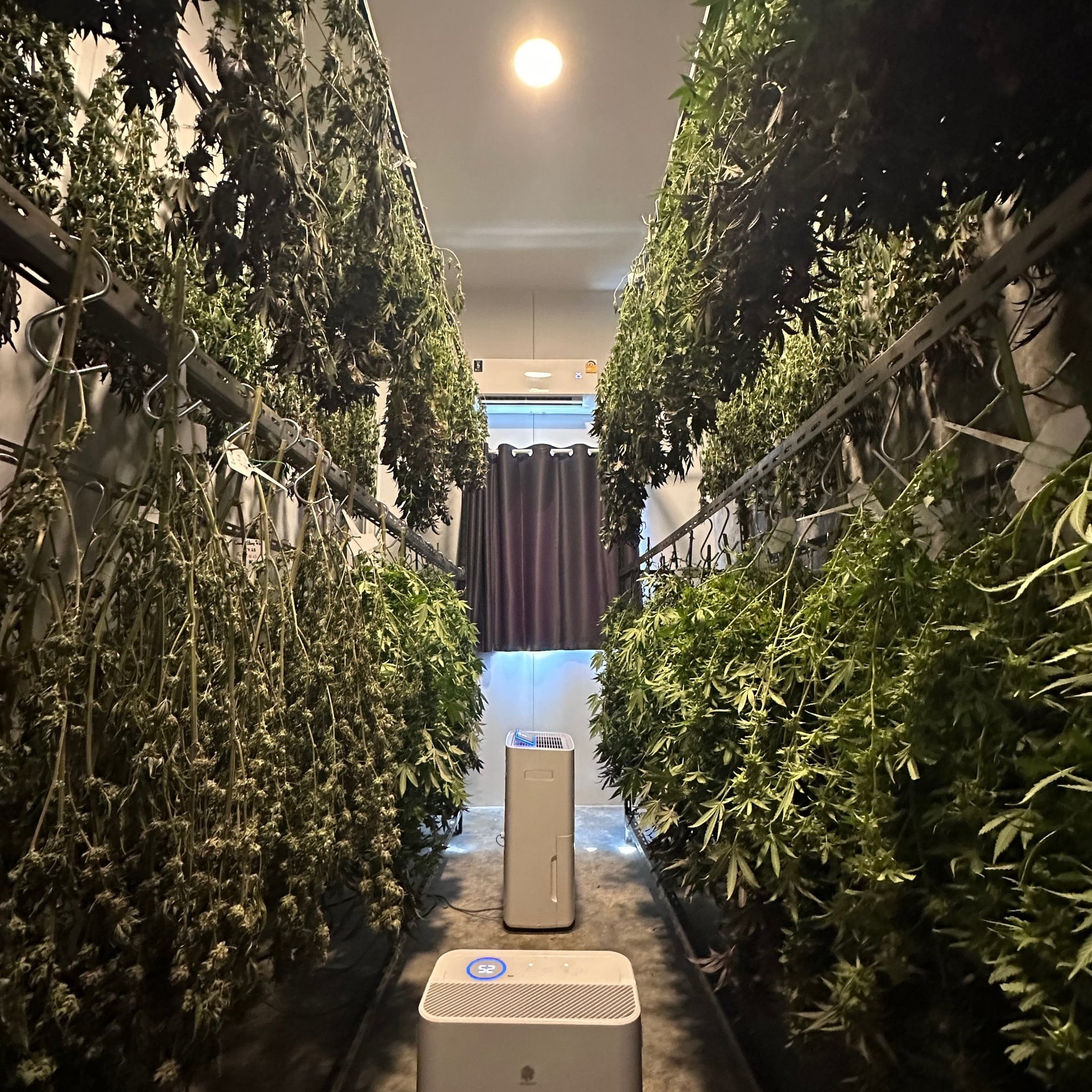 Big Fields Cannabis Farm & Shop X
