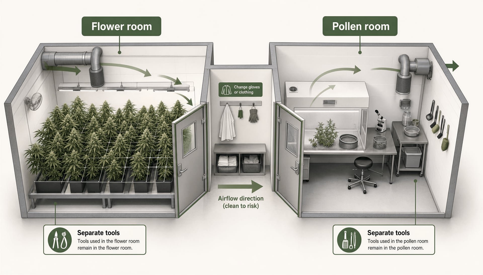 Illustration of a flower room and a pollen room kept separate with airflow control and hygiene steps.