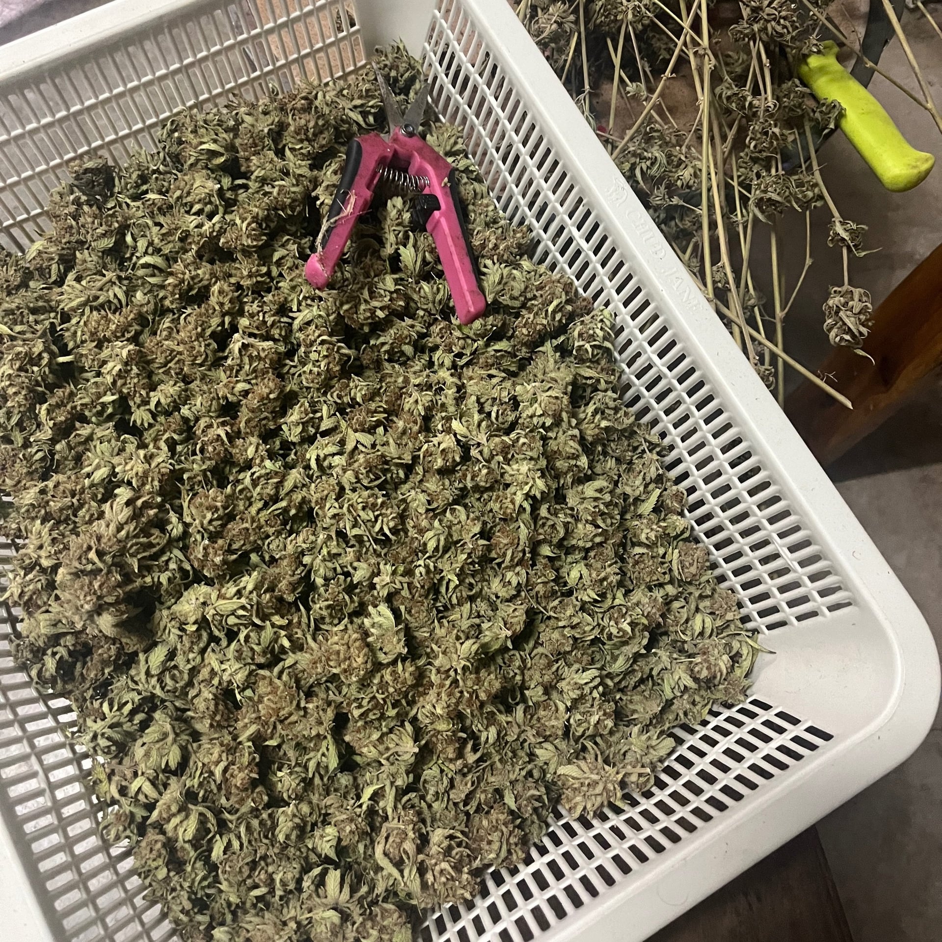 Cannabis V2