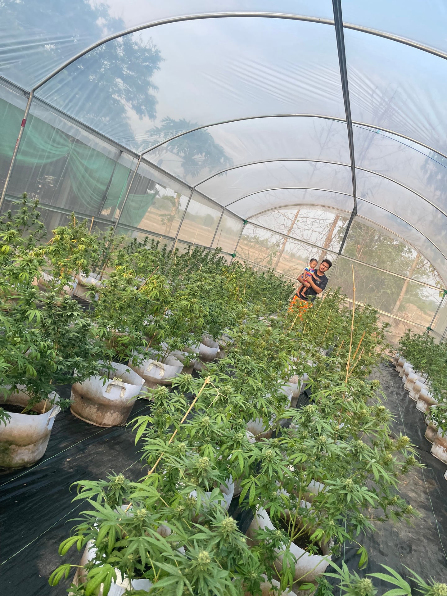 Fa Farm Cannabis