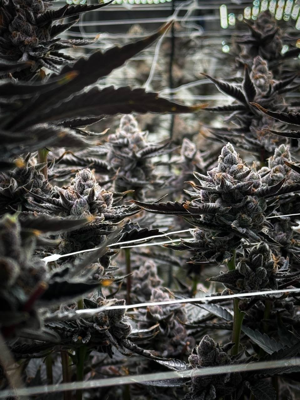 Cannabis Island. Karon