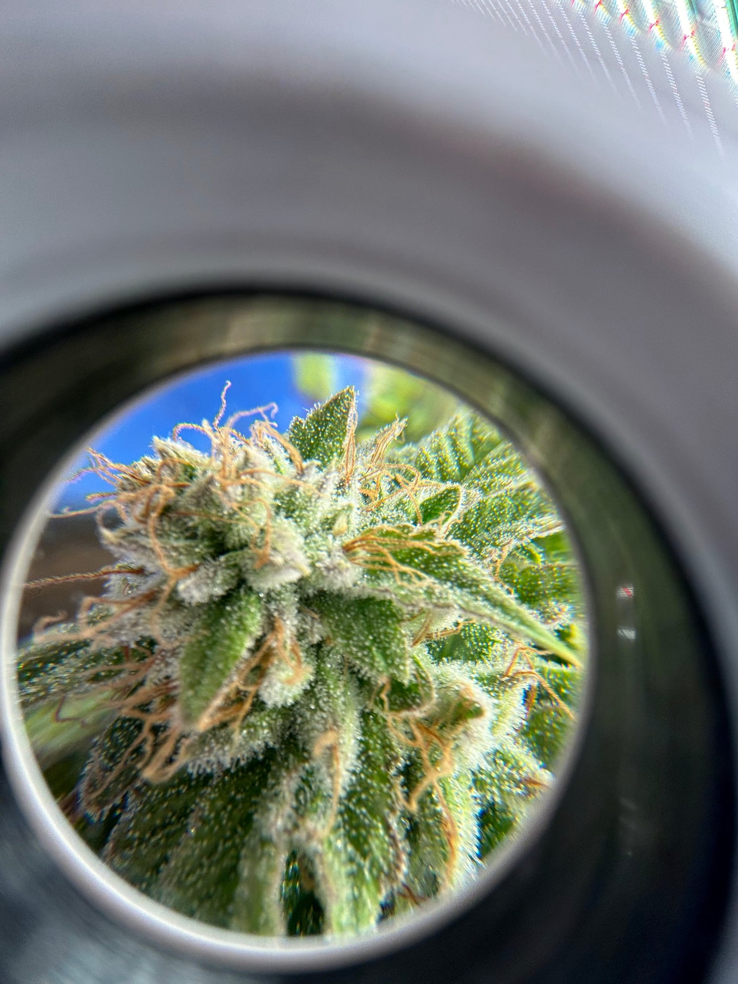 Magic Weed