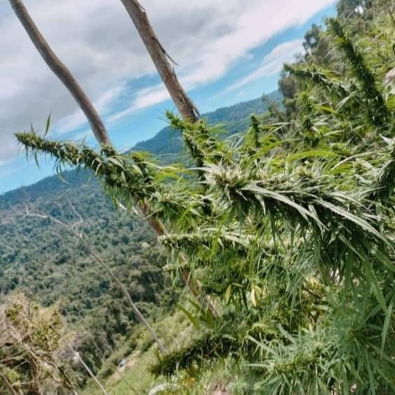 HerbHub