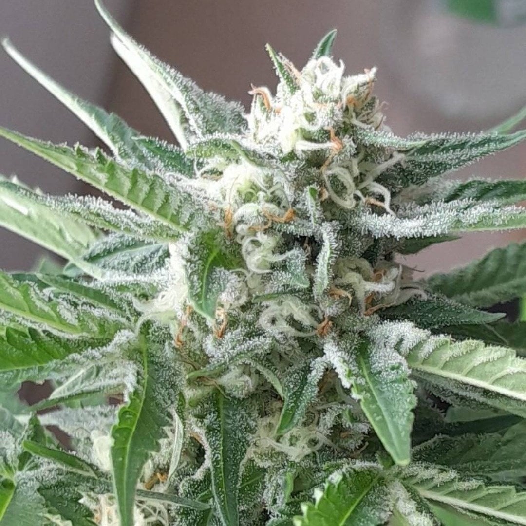Flower Gold