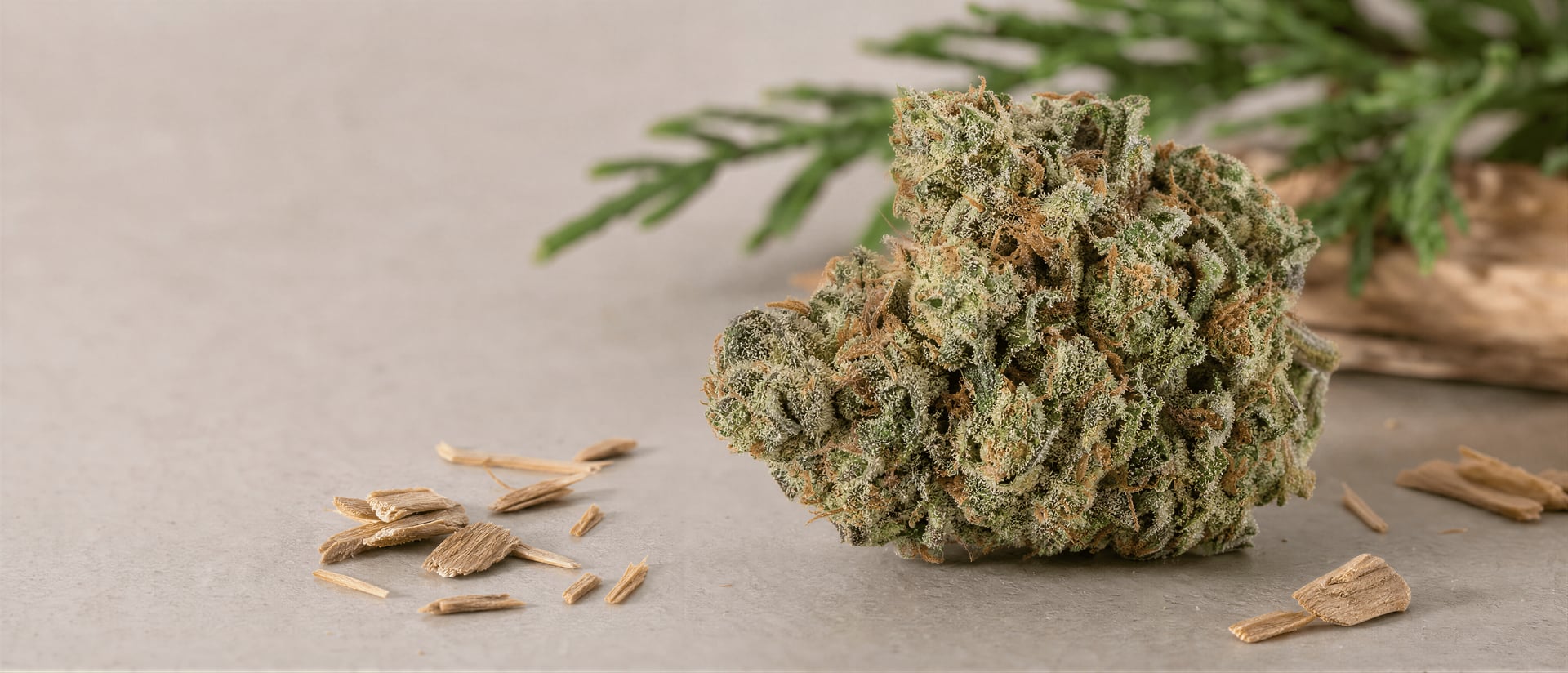 Guaiol terpén v cannabis: Aroma, účinky, výzkum