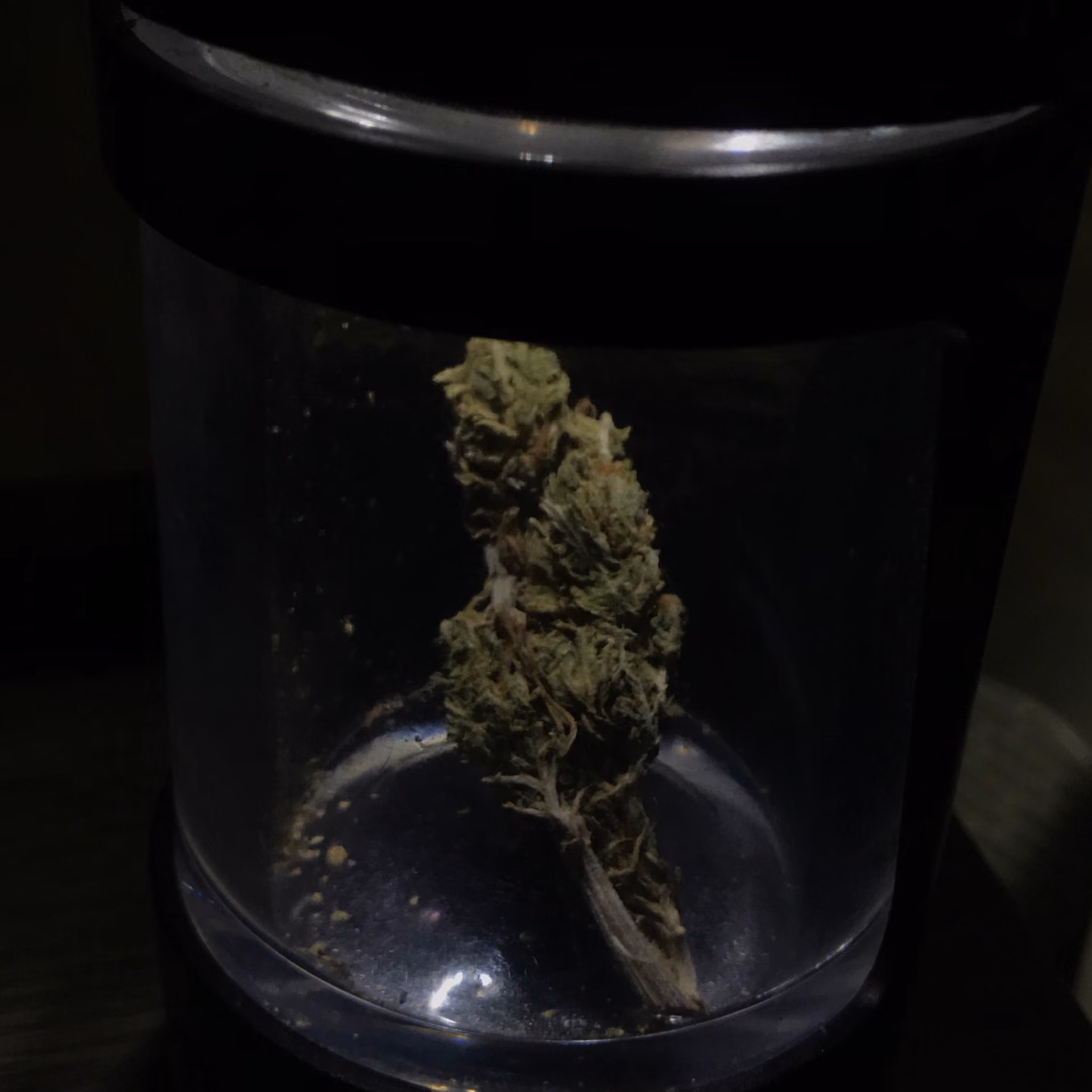 Cannabis Social Club CanabisStaion en Pathum Thani logo
