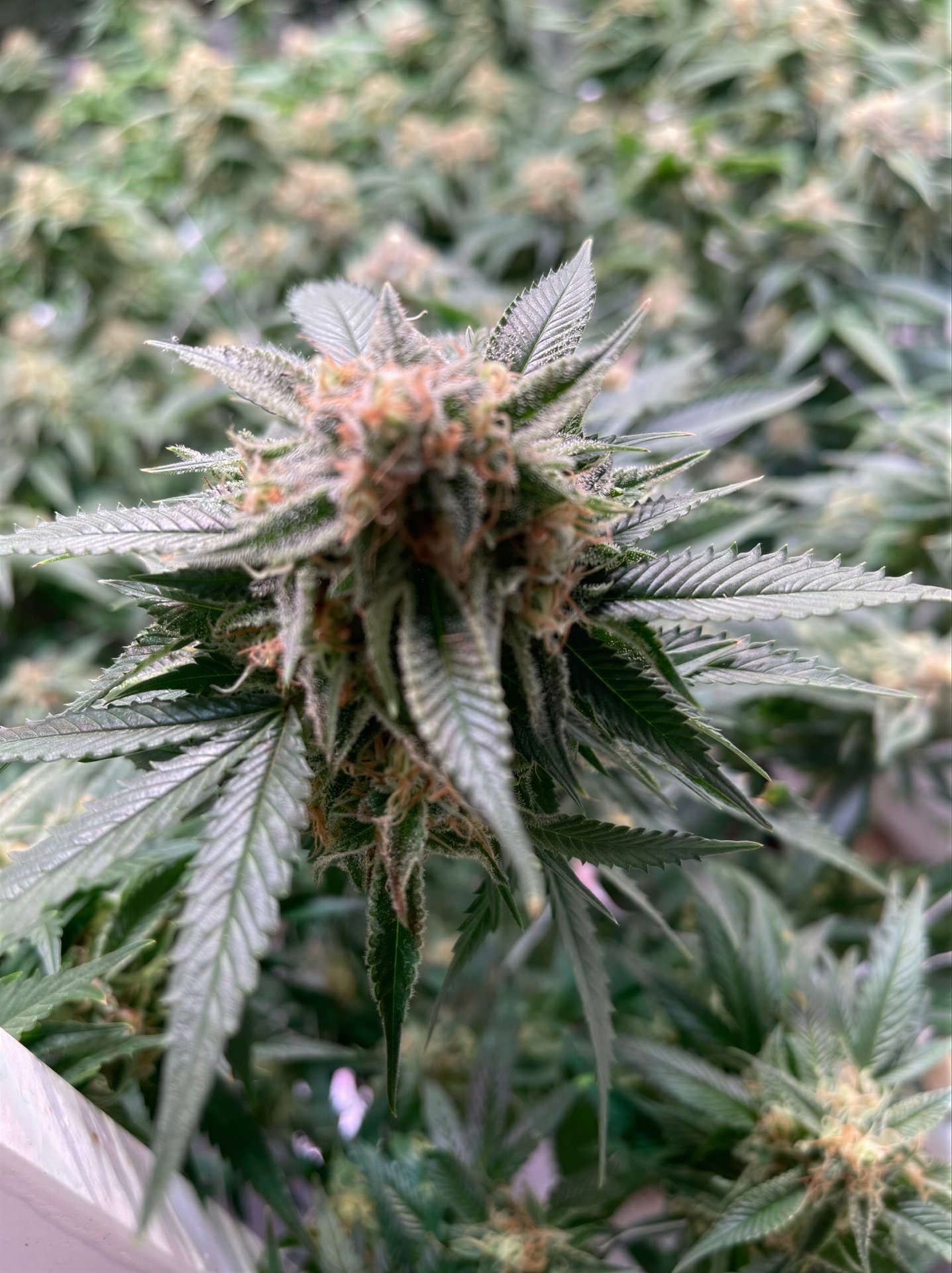 Cannabis Social Club