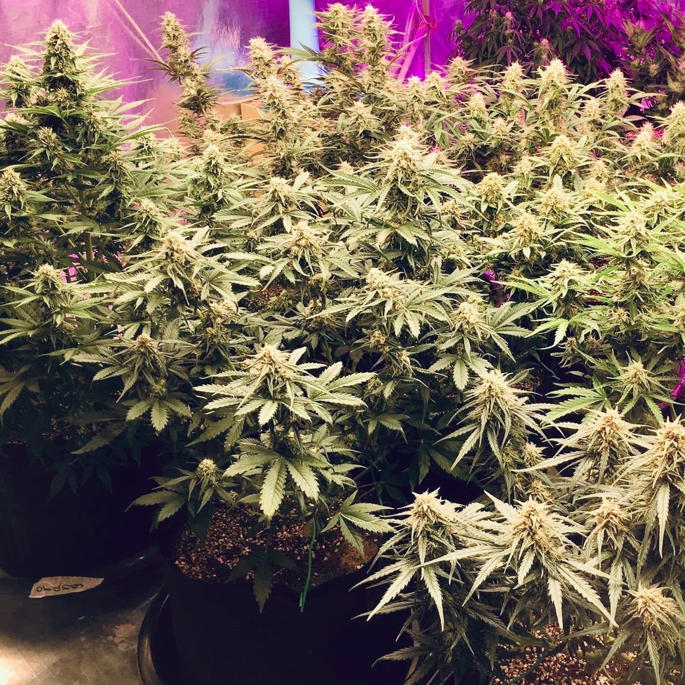 T-Grow X So High