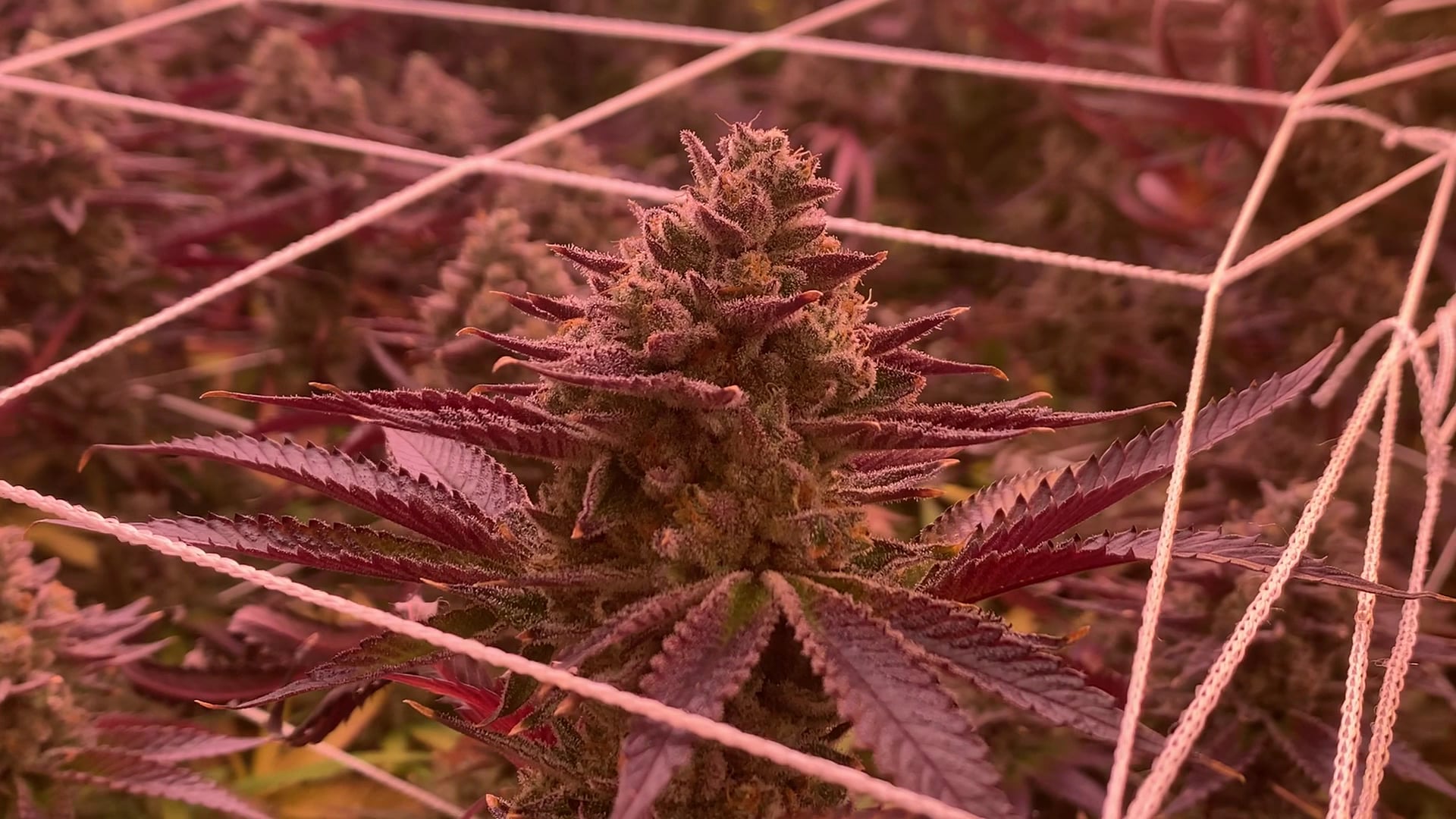 Peace Cannabis