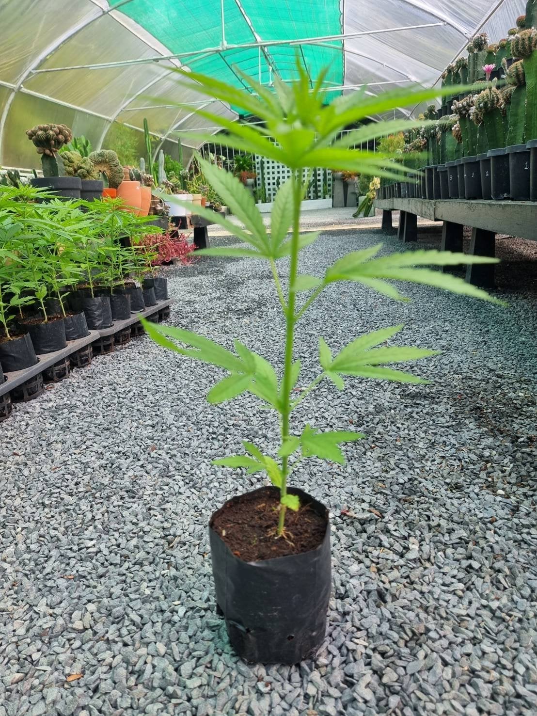 Green House 100 %