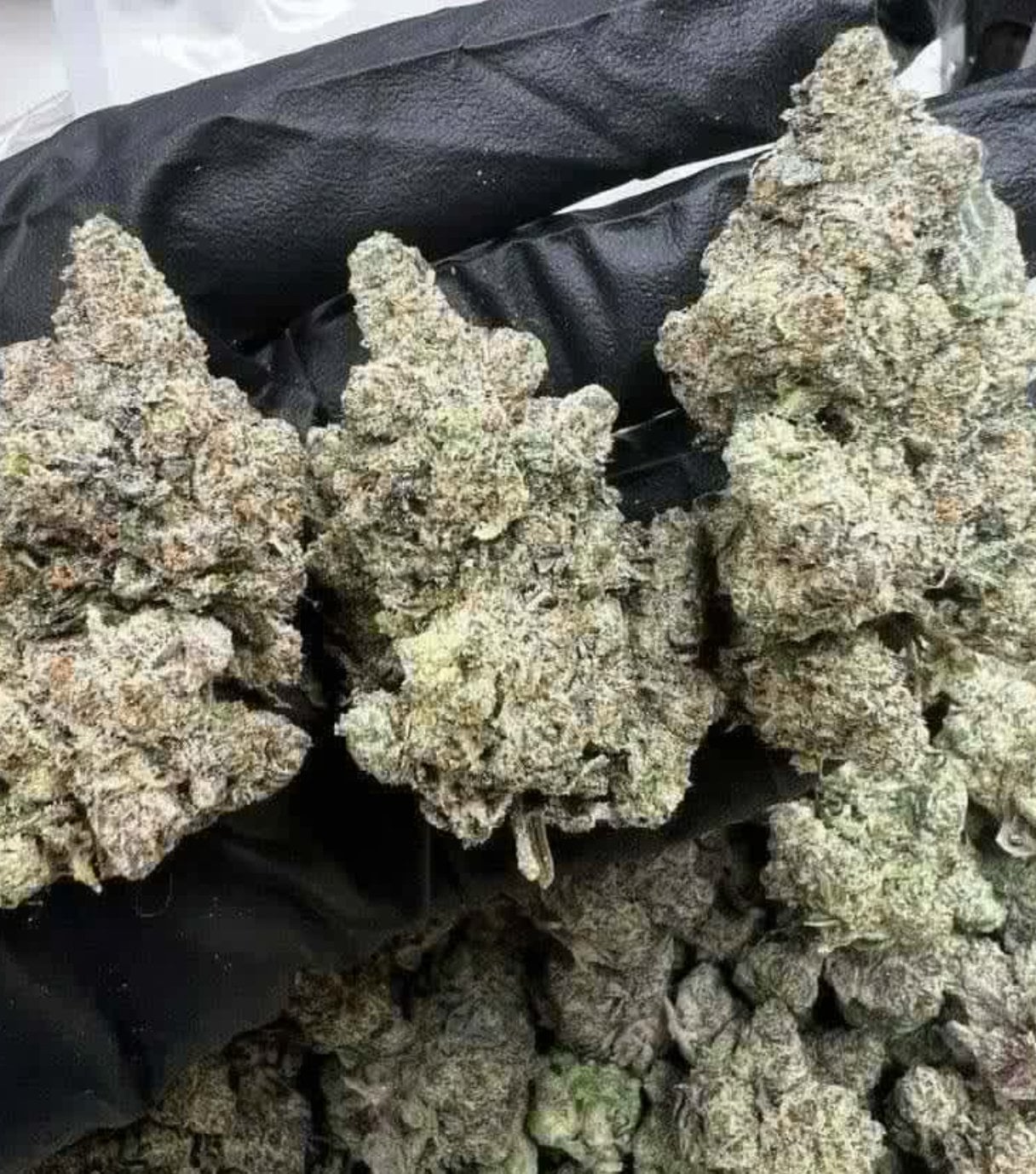 Green Land Exsotic