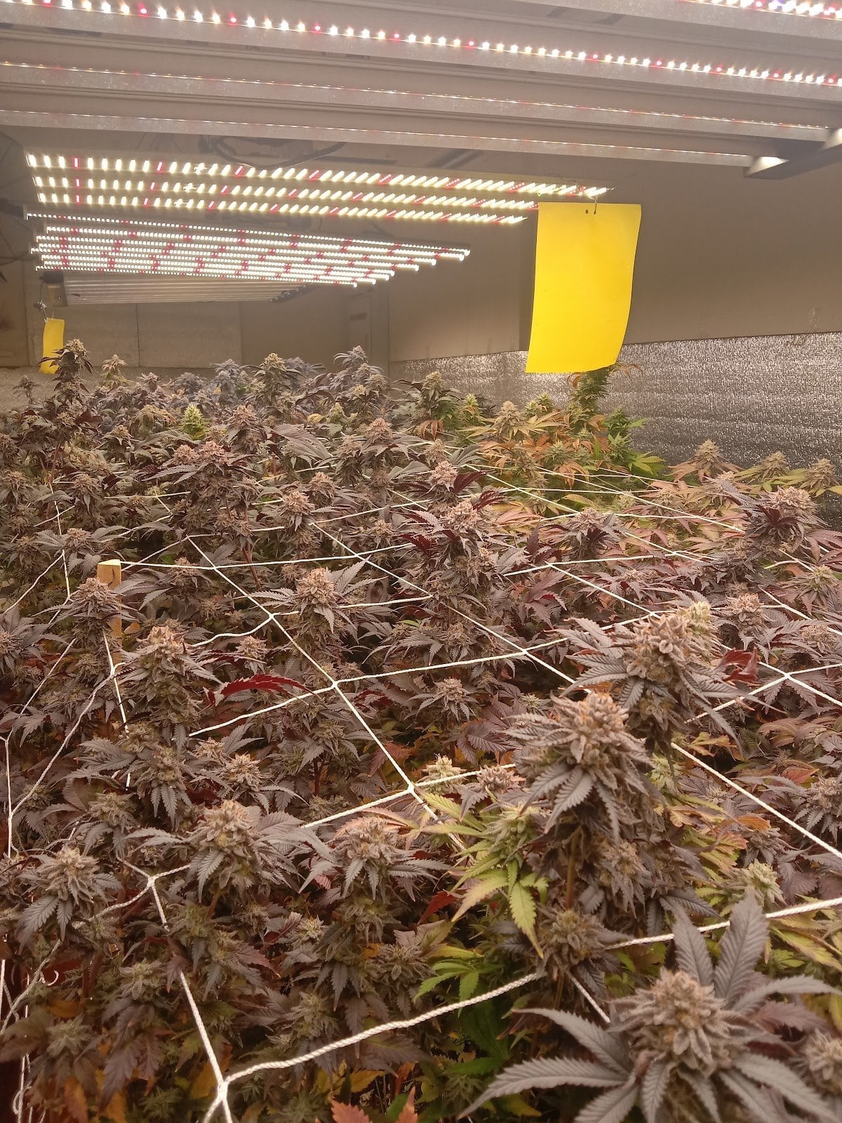 Ecologic Cannabis Farm