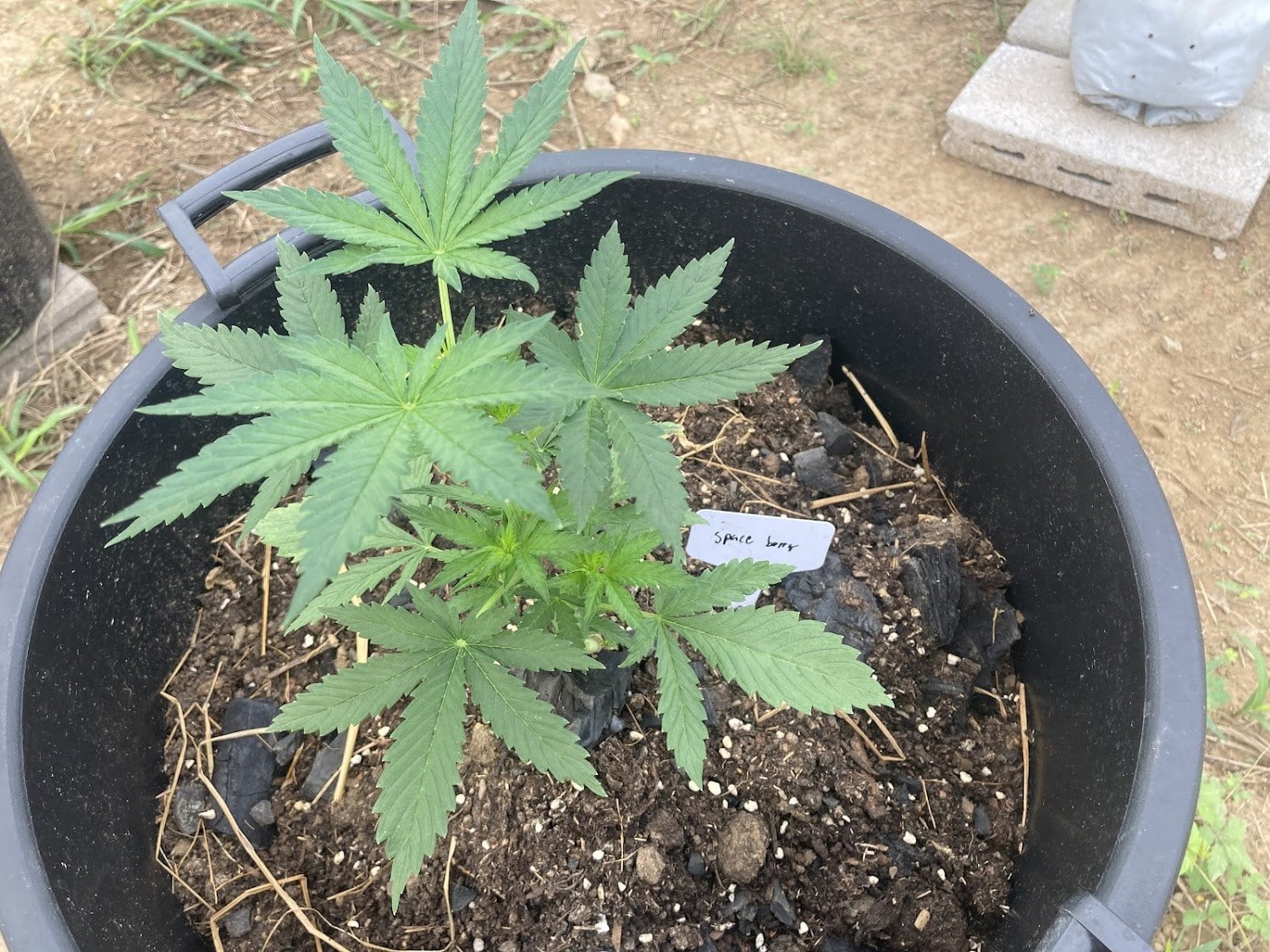 Cannabis Sonta Garden