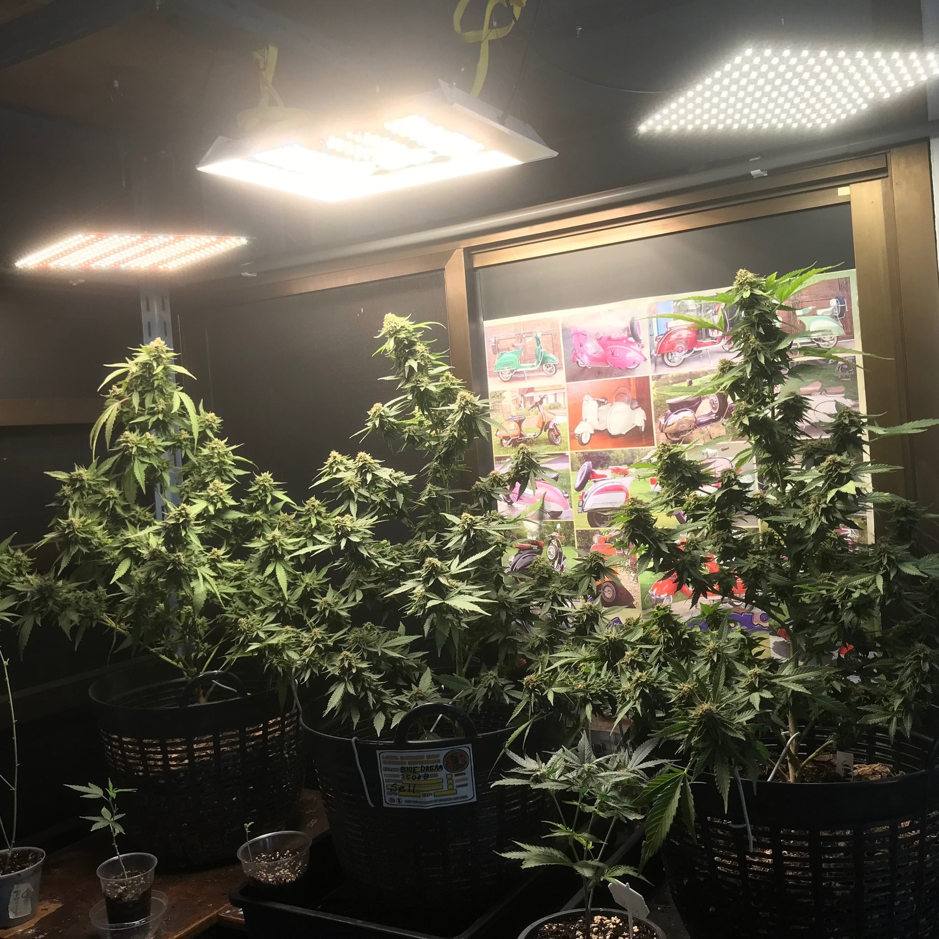 Lanna&Cannabis