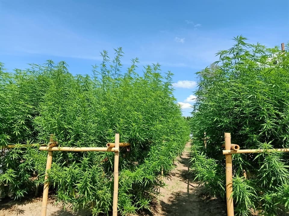 Pethlanna Organic Farm