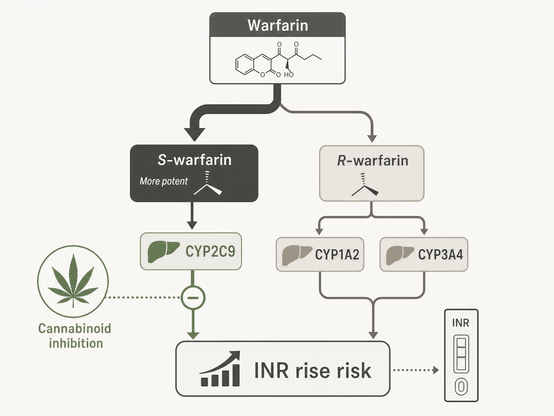 Interacties tussen cannabis en geneesmiddelen: CBD, THC en CYP450