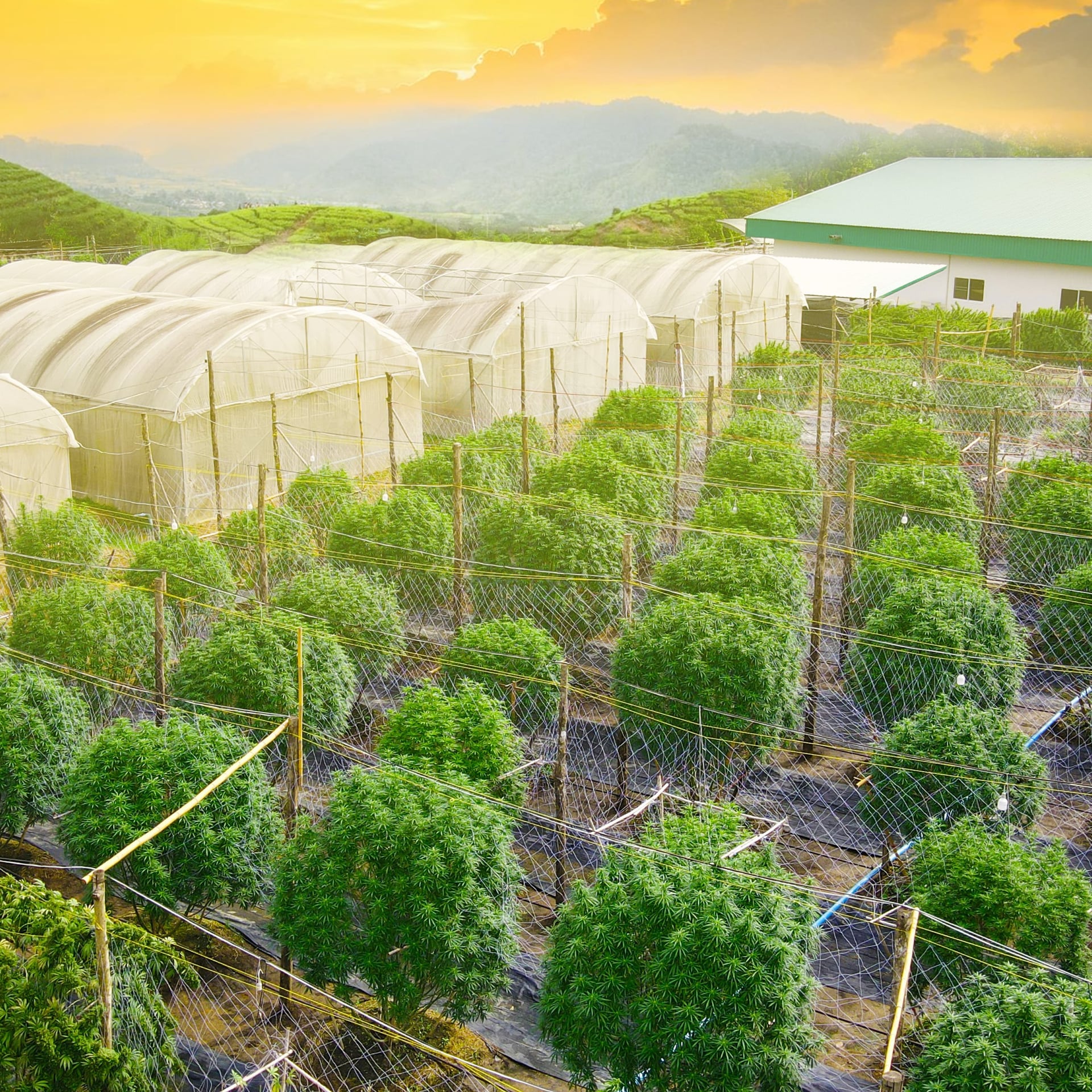 Nrai Cannabis Farm CBD