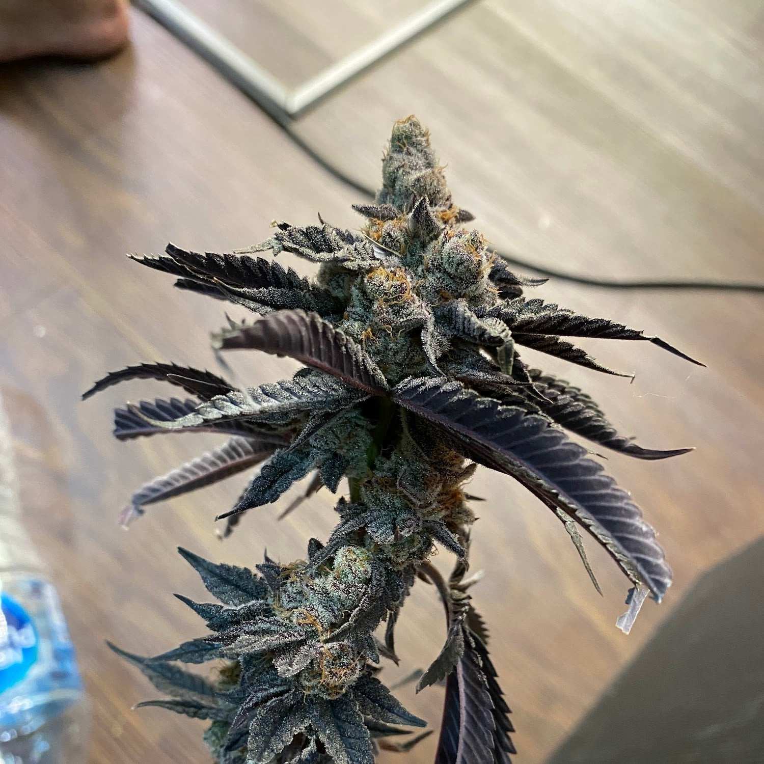 Weed Smith