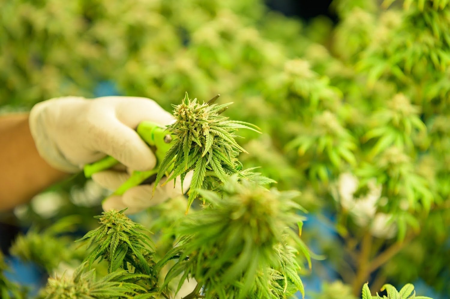 WPS Group Hemp Farm Research Station