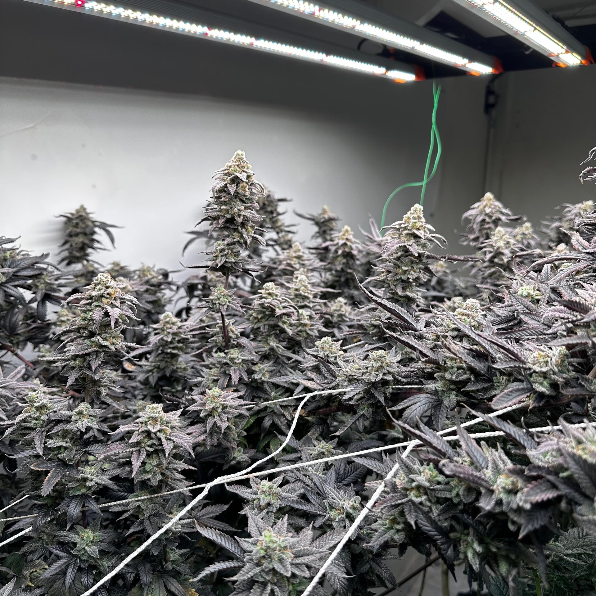 Madpheno78