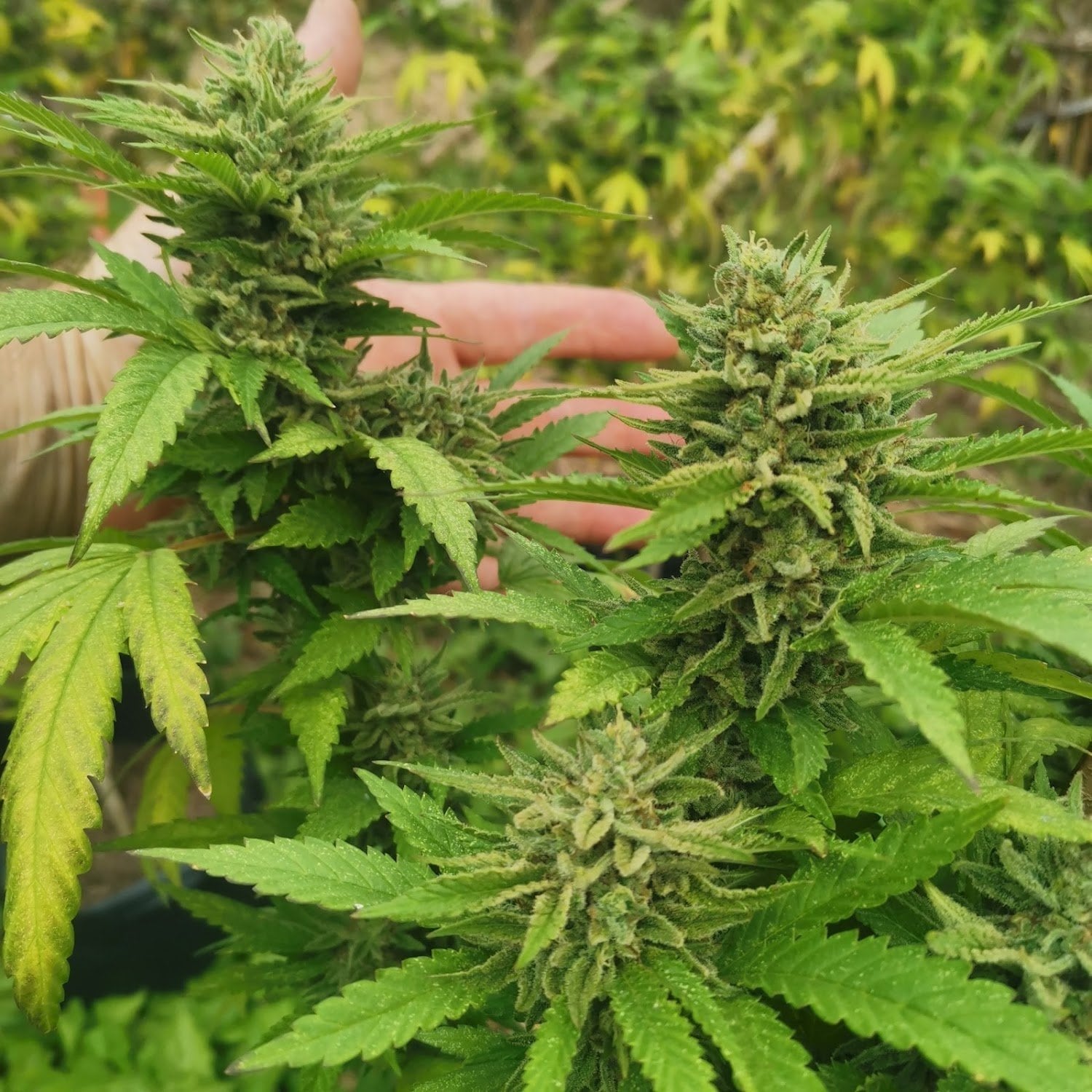 NGK Organic Farm And Cannabis Farm Tour