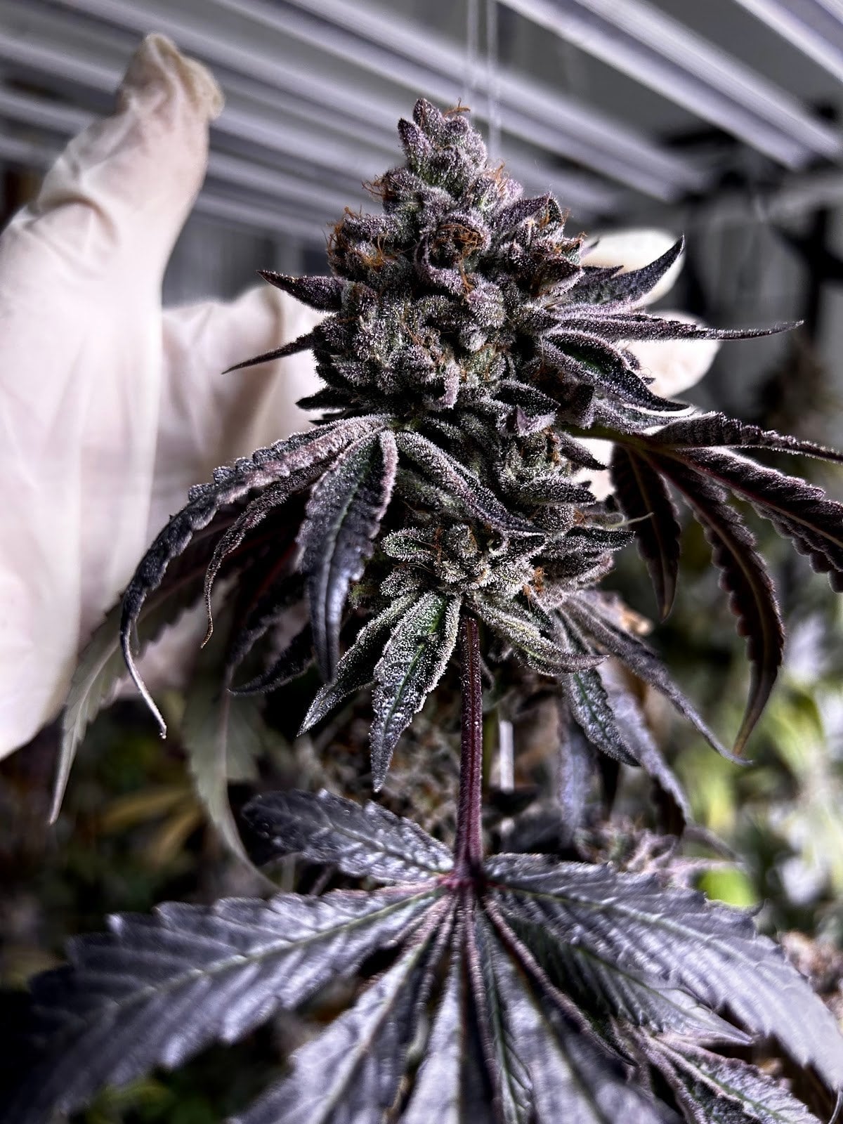YoungWeed Exotix