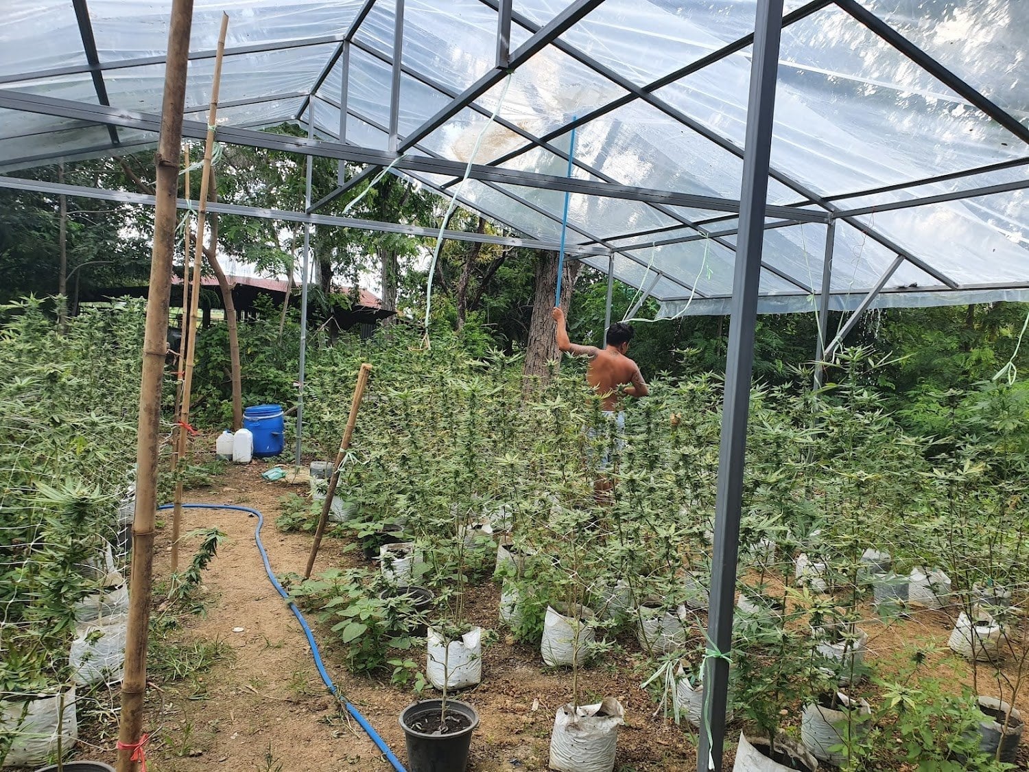 Level THC Farm