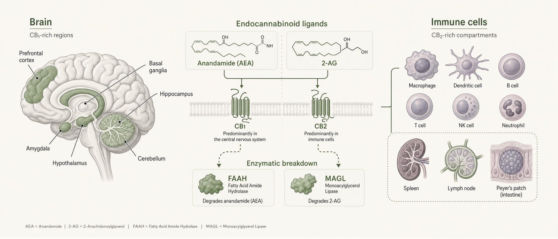 Endocannabinoid System (ECS): How Cannabis Works