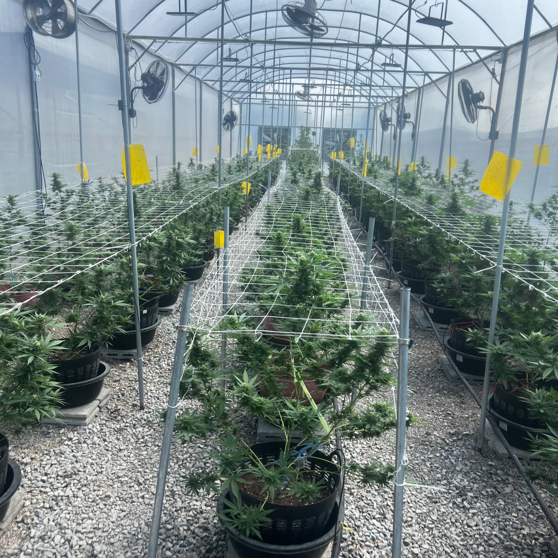 Global Partner Cannabis Farm