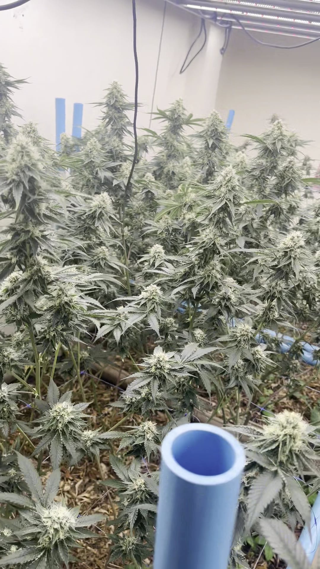 SKP Cannabis