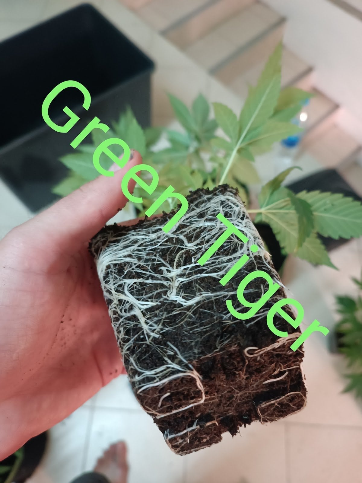 Green Tiger Cannabis
