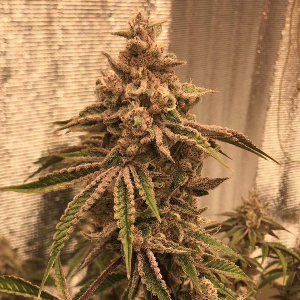 2 Ladies Cannabis