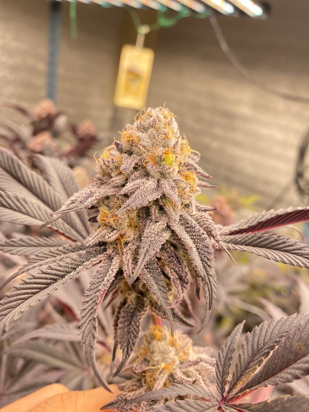 24&Cannabis Shop420