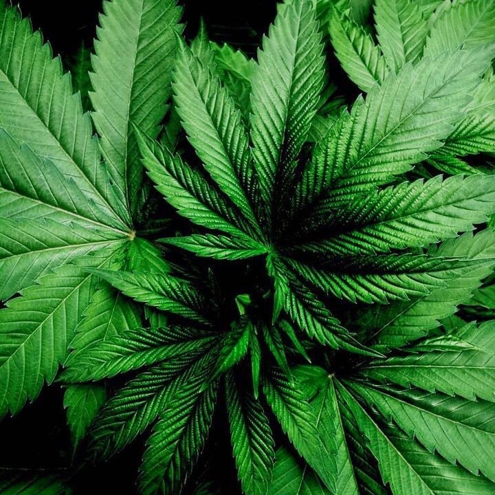 Cannabisboxset