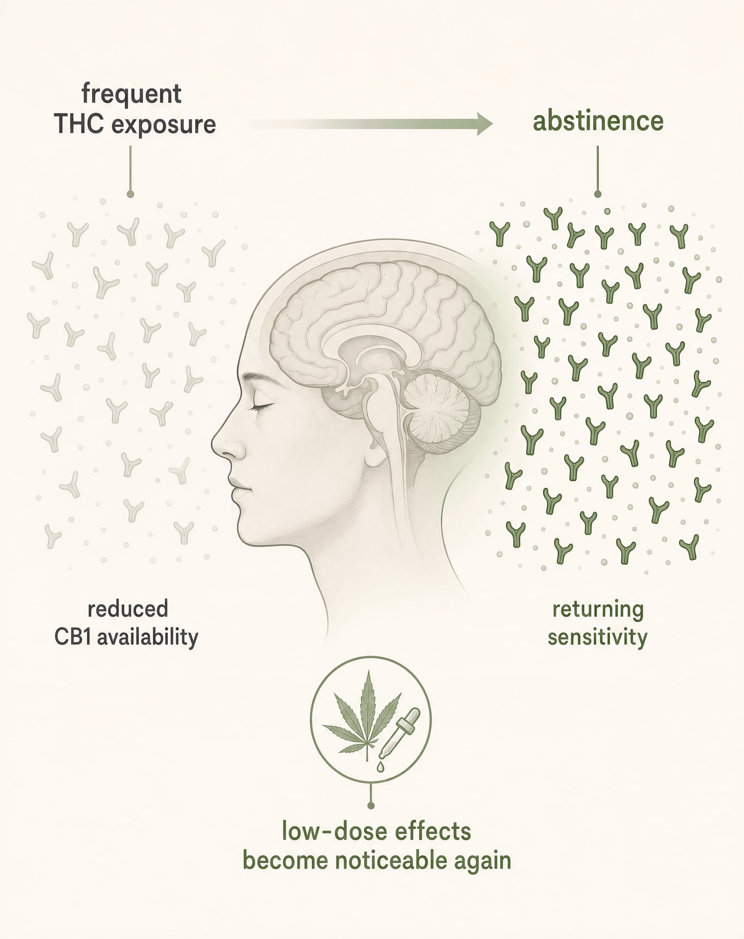 Illustration showing cannabinoid receptor sensitivity returning during abstinence after heavy THC use.
