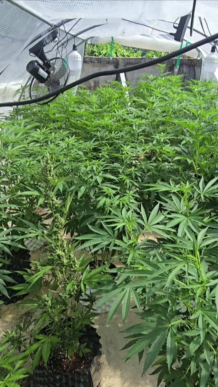7Th Heaven Cannabis Koh Chang