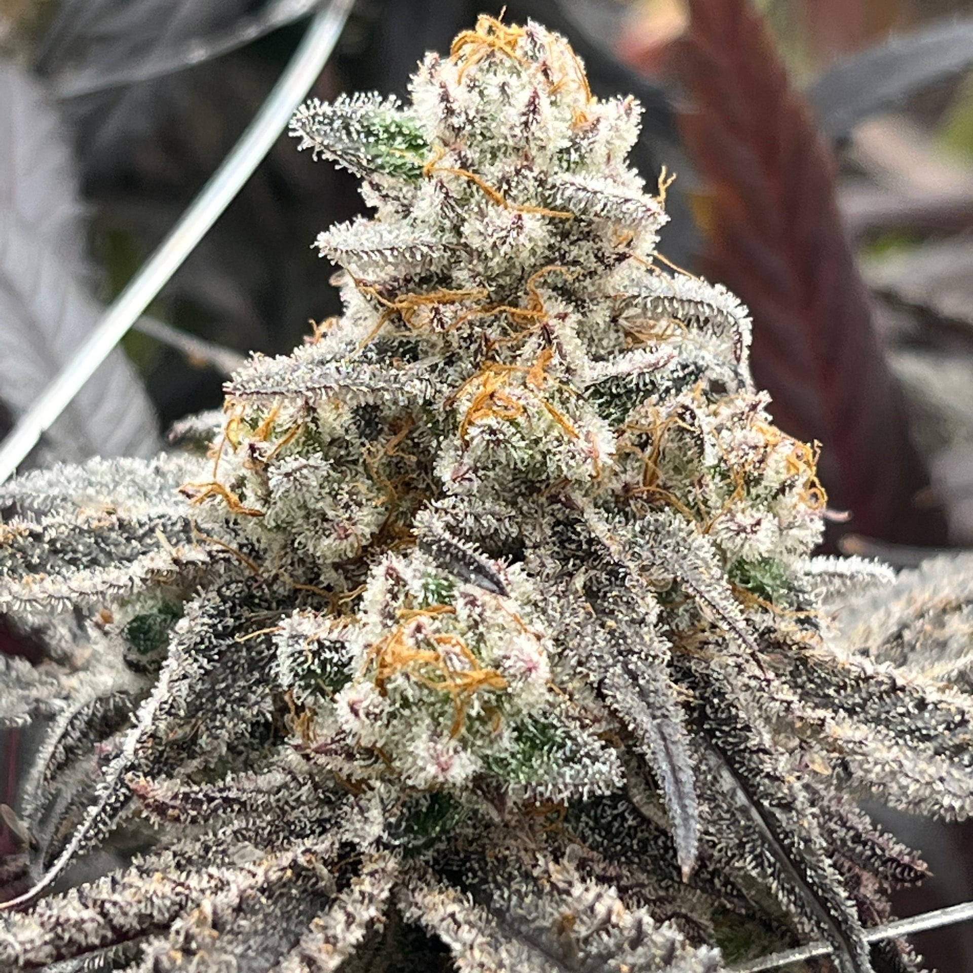 Grapes High Grade