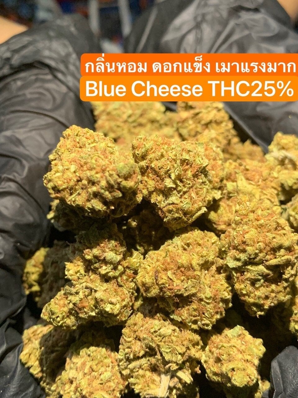 Bombaejuraju.cannabis