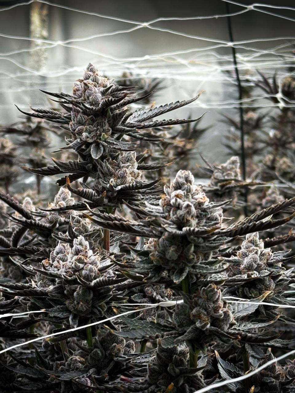 Cannabis Island. Karon