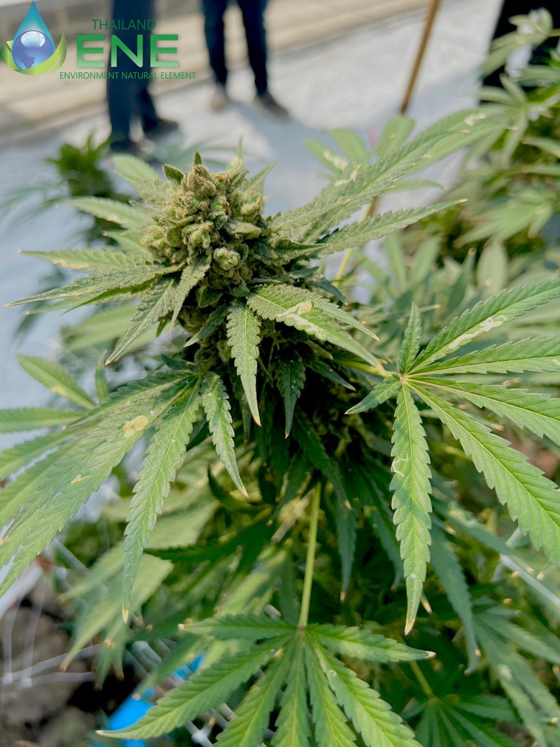 ENE THAI-Hemp