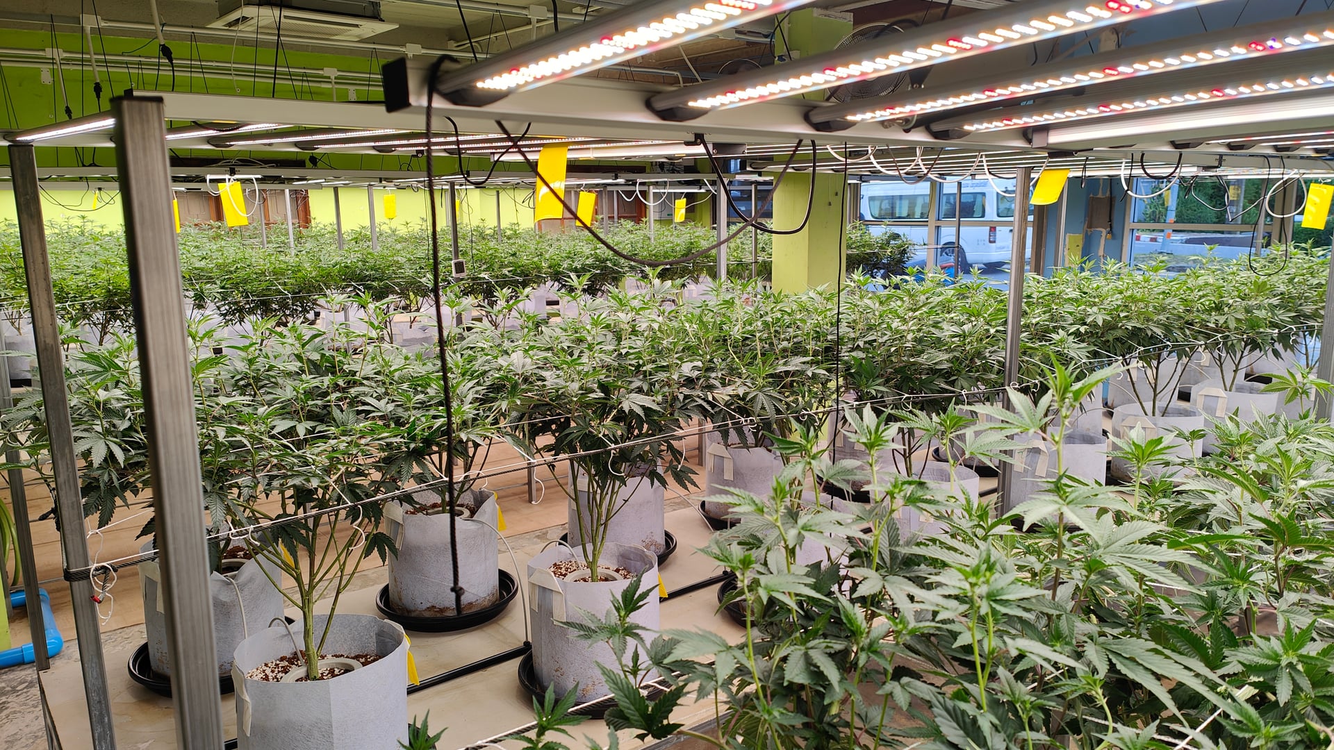 Master Bloom Phuket - Shop & Farm